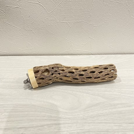 カクタスパーチ【7】小 直径約3-4cm/16cm