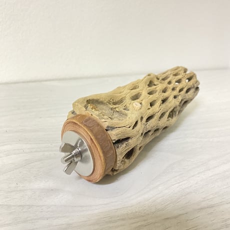 カクタスパーチ③小サイズ直径（約3-4cm）／14cm