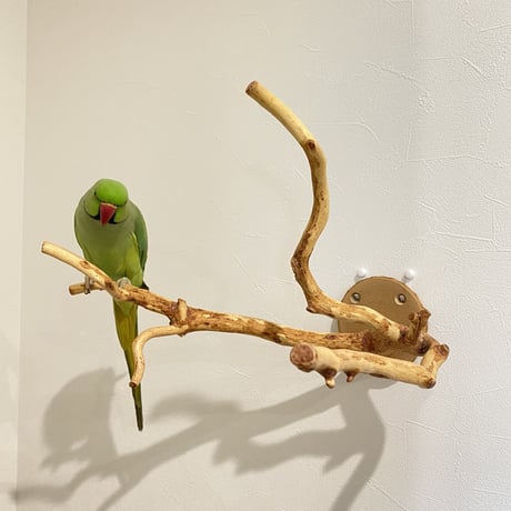 ピノキオの鼻 ⑥
