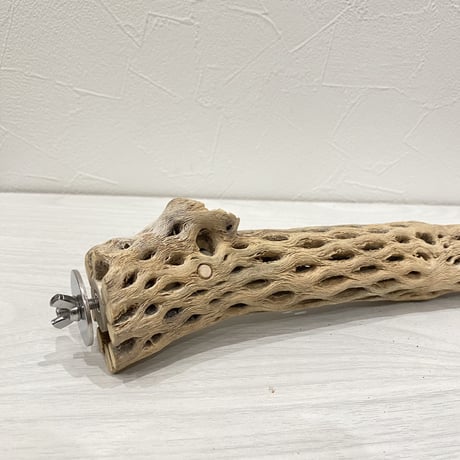ケージサイズカクタスパーチ  小サイズ③（直径3-4cm）HOEI465