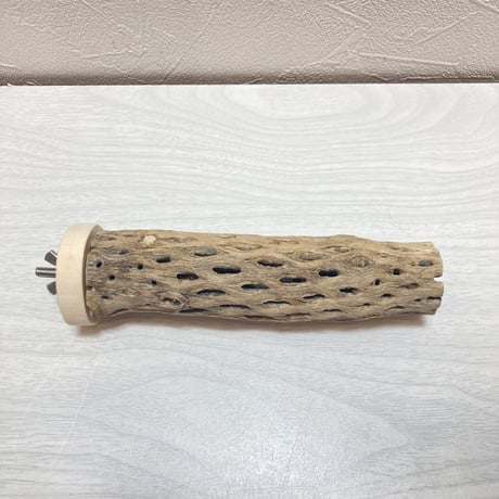 カクタスパーチ（12）小3-4㎝長さ15㎝