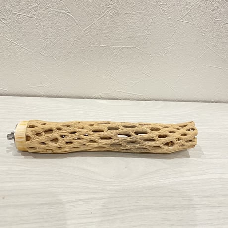 カクタスパーチ⑤ 小サイズ直径3.5〜4cm/20cm