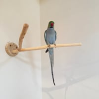 桧のピノキオの鼻④