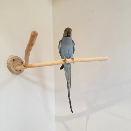 桧のピノキオの鼻④