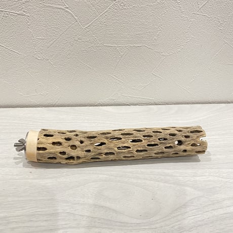 カクタスパーチ⑬ 極小サイズ直径3cm前後/18cm