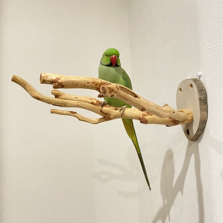 ピノキオの鼻③ 貝塚伊吹