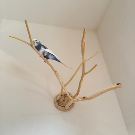 桧のピノキオの鼻 ⑥ お鼻3本