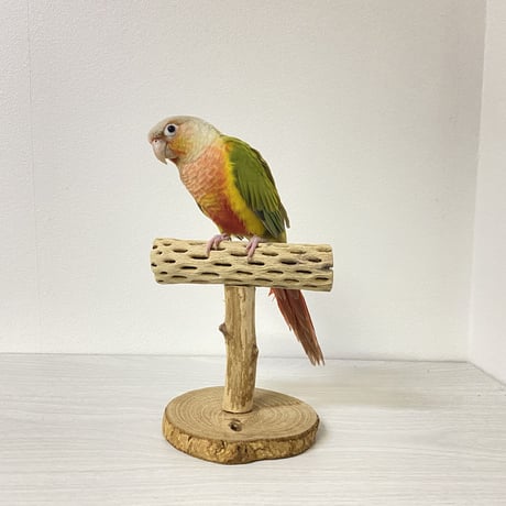 カクタスのスタンドパーチ③　パーチ長さ13.5cm／高さ14.5cm
