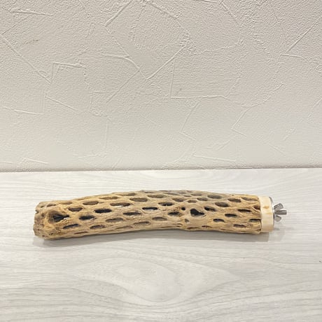 カクタスパーチ② 小直径約3.5cm/20cm