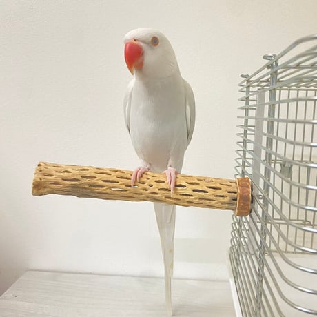 カクタスパーチ極小サイズ直径（約2-3cm）／19cm⑫