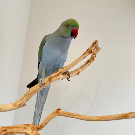ピノキオの鼻 ③ お鼻2本