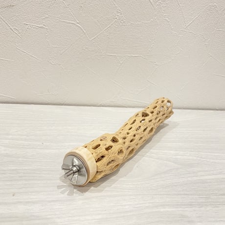 カクタスパーチ⑭ 極小サイズ直径3cm前後/20cm