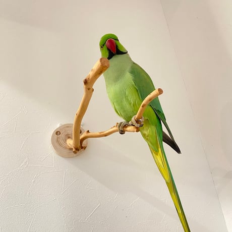 ピノキオの鼻 ⑤