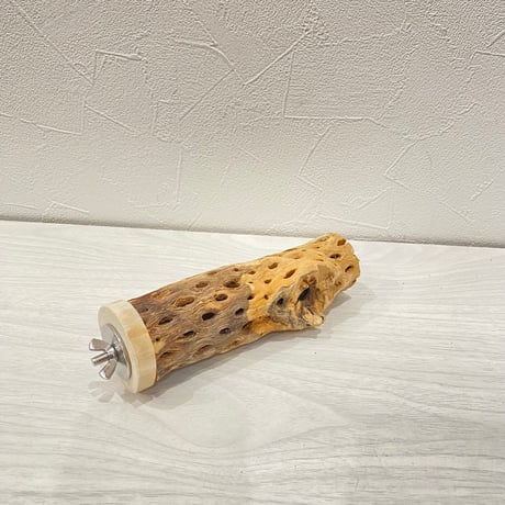 カクタスパーチ①小3-4㎝長さ15㎝