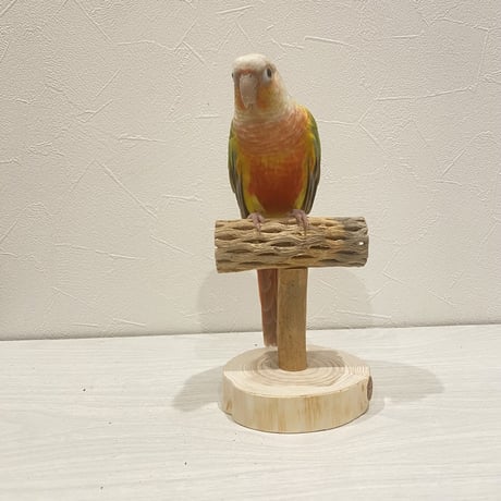 【体重測定用】カクタスのスタンドパーチ②　パーチ長さ10cm／高さ約10cm