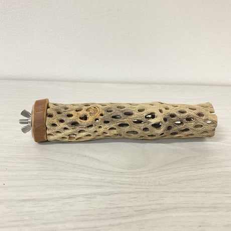 カクタスパーチ⑨ 極小サイズ 直径（約2-3cm）長さ/15cm