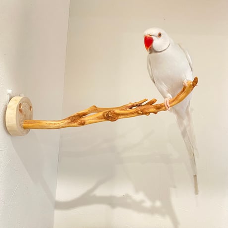 ピノキオの鼻 ⑦