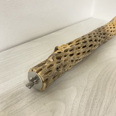 ケージサイズカクタスパーチ④ 小サイズ直径3-4cm HOEI465サイズ