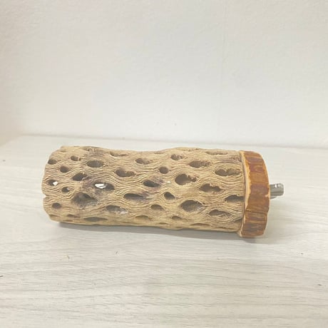 カクタスパーチ小サイズ直径（約3-4cm）／10cm ⑨