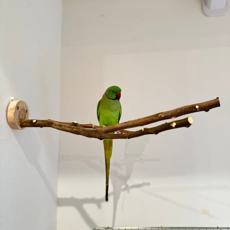 無農薬レモンの木 ピノキオの鼻 ①現品限り【インコ 自然木 止まり木 】
