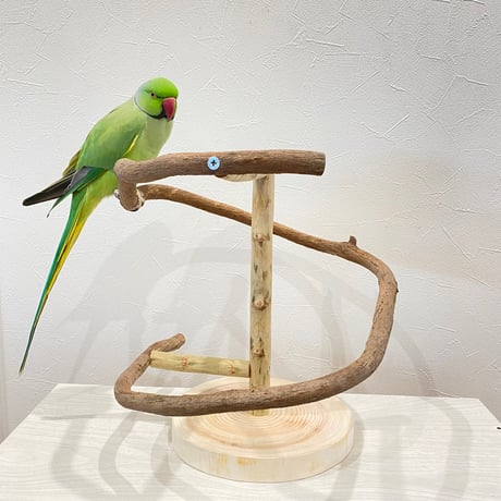 ツタのぐるりんスタンドパーチ  ②