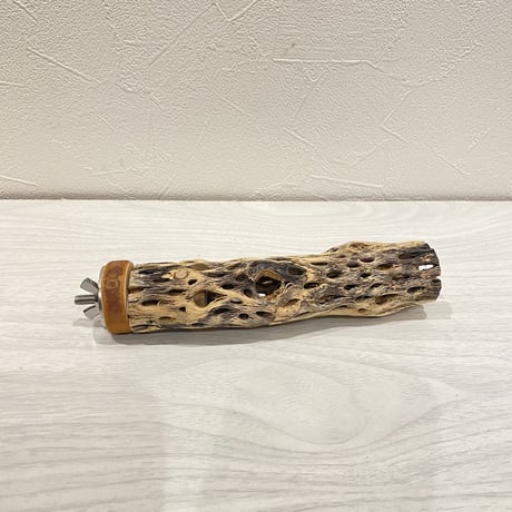 カクタスパーチ⑱ 極小直径2-3cm/15cm