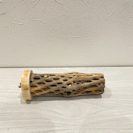 カクタスパーチ④ 中直径約5.5cm/15.5cm