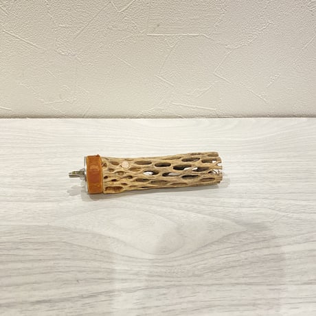 カクタスパーチ⑤ 極小直径2-3cm/10cm