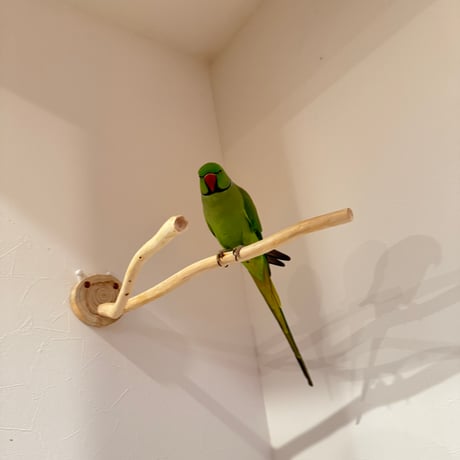桧のピノキオの鼻 ③【インコ・小鳥のおもちゃ　自然木の止まり木】