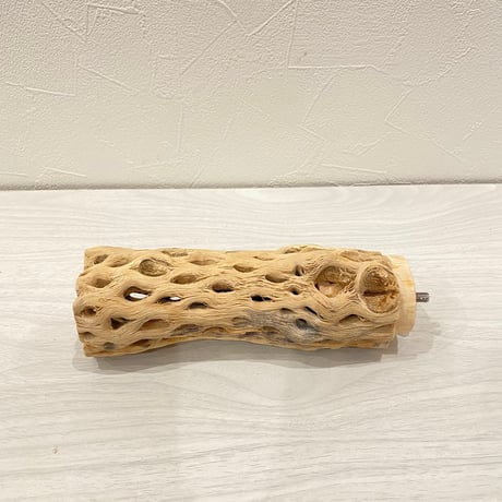 カクタスパーチ② 中直径約5.5cm/16cm