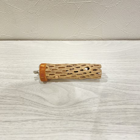 カクタスパーチ② 極小直径2-3cm/10cm