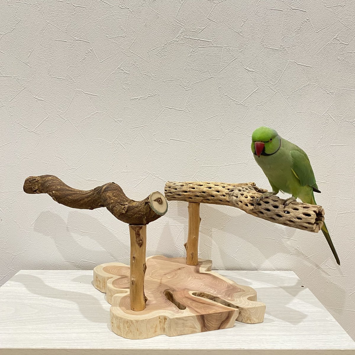 中型・大型用】ツタとカクタスの殿様スタンドパーチ②【インコの