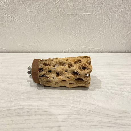 カクタスパーチ⑥  小直径約4cm前後/8cm