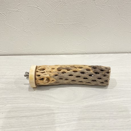 カクタスパーチ【19】小 直径約3-4cm/15cm