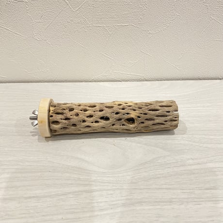 カクタスパーチ【17】小 直径約3-4cm/15cm