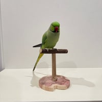 自然木(ツタ)のスタンドパーチ   パーチ長さ15cm／高さ約16.5cm