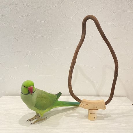 自然木（ツタ）のドーナツパーチビックサイズ  Ｂパーチ直径1.2cm／円直径15×30cm