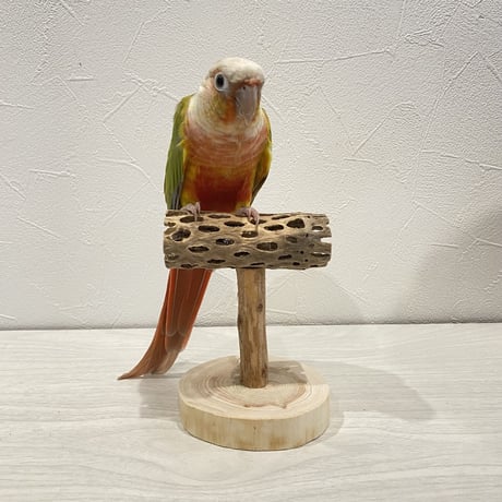 【体重測定用】カクタスのスタンドパーチ⑨  長さ9cm／高さ10cm