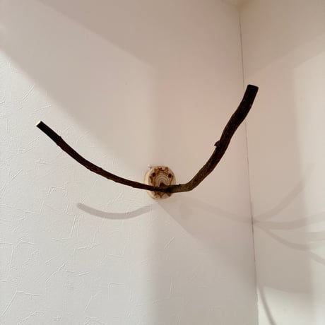ツタのピノキオの鼻【A】