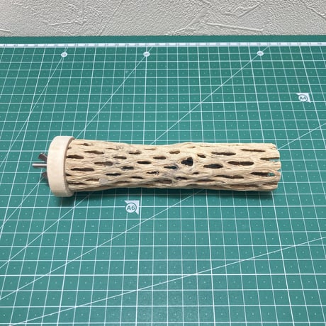 カクタスパーチ①小3-4㎝長さ15㎝