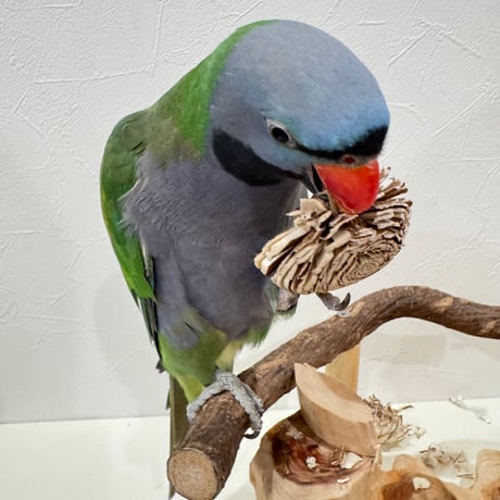 天然素材のおもちゃ 齧れるお花 ローズ（Lサイズ） 3個セット【インコのおもちゃ】
