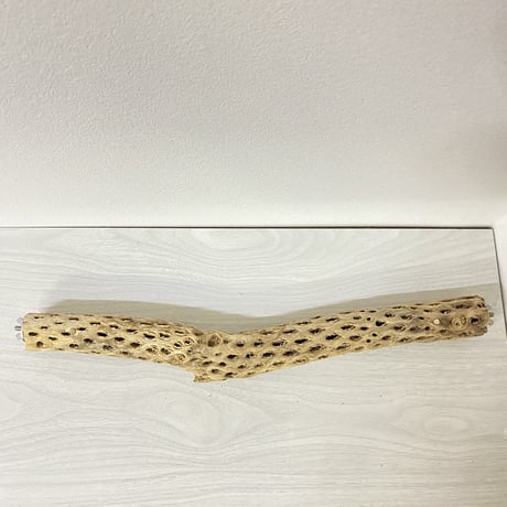ケージサイズカクタスパーチ⑥ 小サイズ直径3-4cm HOEI465サイズ