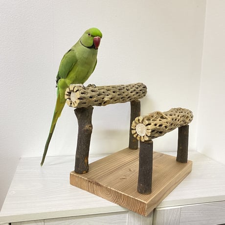 カクタススタンドパーチ 中型さん用