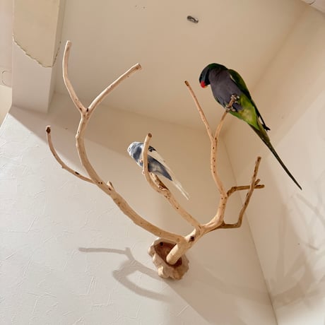 貝塚伊吹のピノキオの鼻 【インコの止まり木 自然木 天然木】