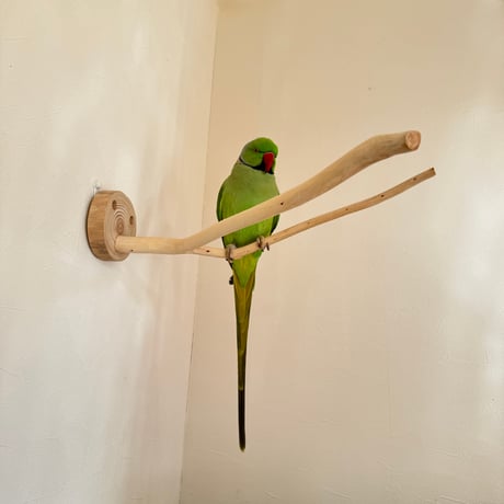 桧のピノキオの鼻①