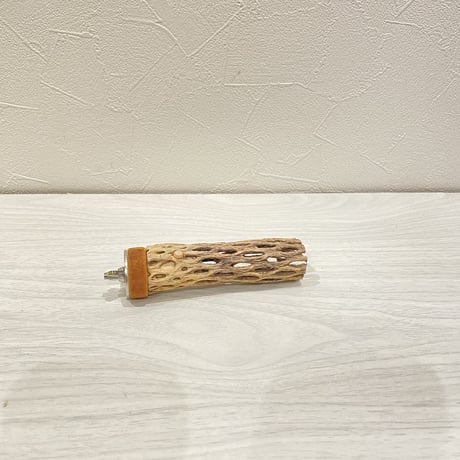 カクタスパーチ⑤ 極小直径2-3cm/10cm