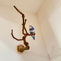 トウカエデのピノキオの鼻【B】