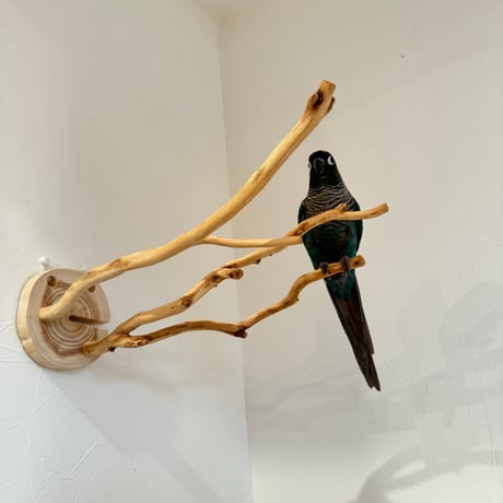 ピノキオの鼻 ① お鼻2本