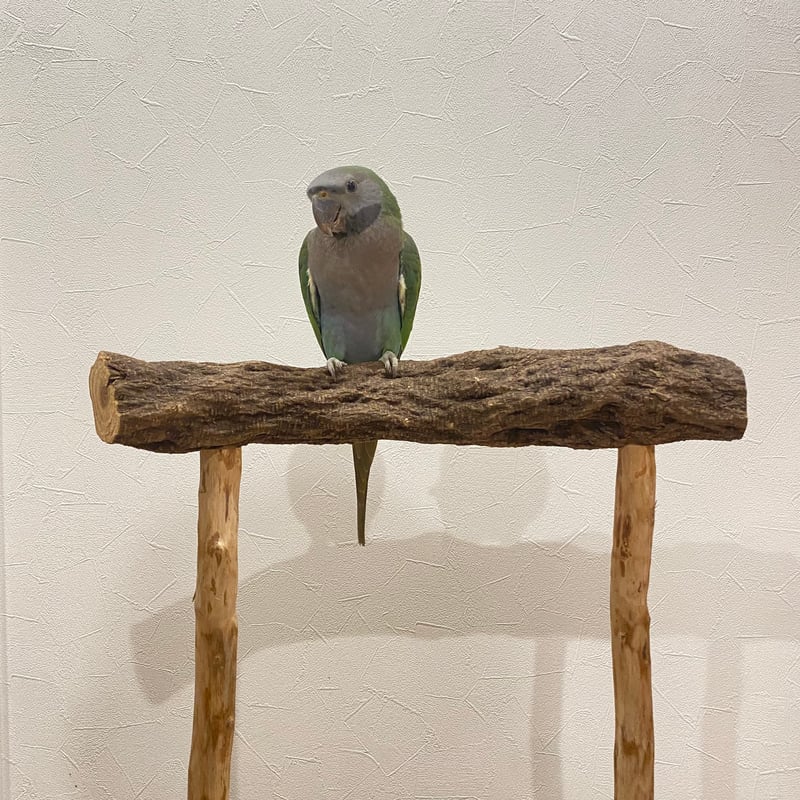 大型さん用 ちょっと待っててねスタンドパーチ | 自然木の鳥用品 鳥豆