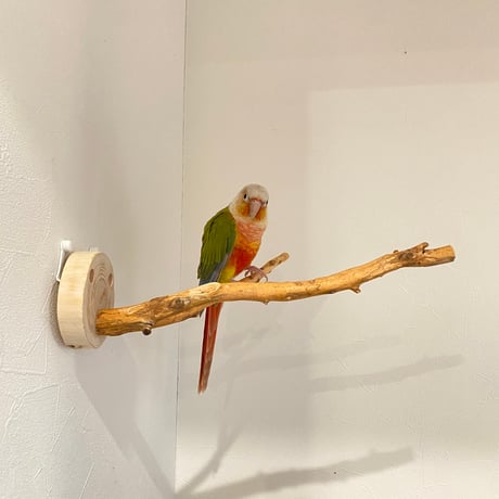 ピノキオの鼻 ③